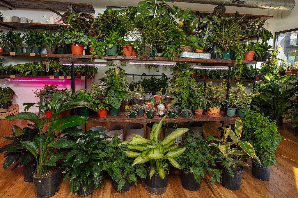 plants